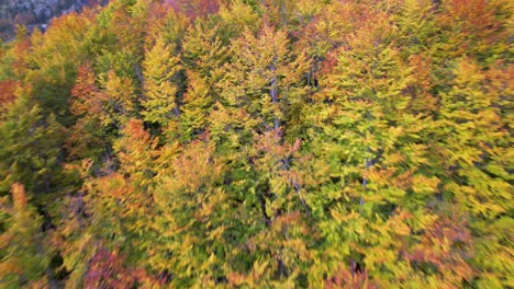 Buntes-Laub-Von-Baumblättern-Im-Herbst,-Schöne-Textur-In-Grün,-Gelb-Und-Rot