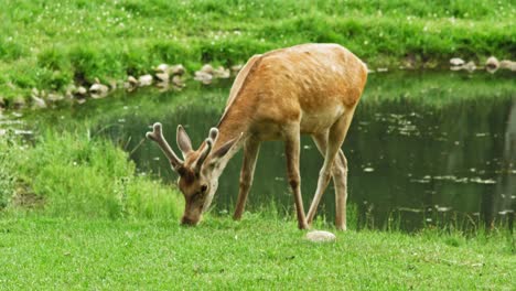Red-Deer-Eating-Grass-Near-Pond-In-The-Zoo