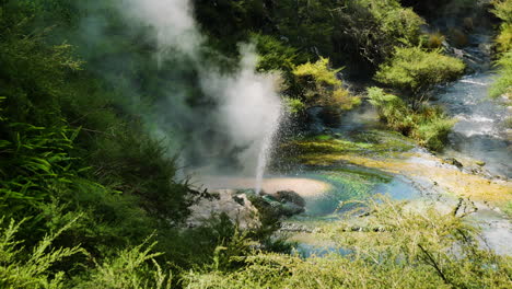 Medium-shot-of-boiling-spring-spraying-out-hot-water-during-sunny-day---Volcanic-eruption-of-geyser-in-Waimangu,New-Zealand