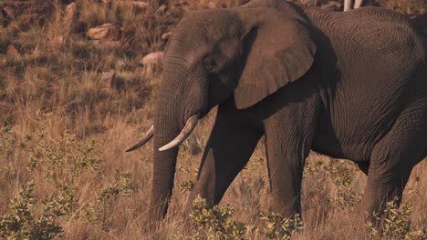 Afrikanischer-Elefant,-Der-Mit-Seinem-Greifrüssel-Auf-Savannengras-Weidet