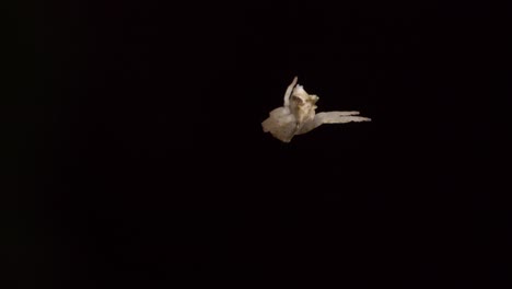 Weiße-Springende-Spinne-Klettert-Von-Einem-Netzstrang-Mit-Dunklem-Hintergrund-Herunter