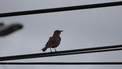 Bird-Cawing-on-Telephone-Cable