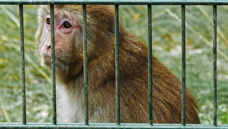 Rhesus-Macaque-Monkey-Eating-Grass-Behind-Cage-Bars-In-The-Zoo