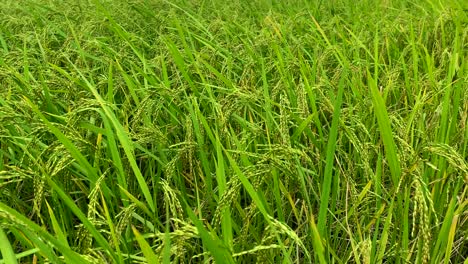 A-field-of-rice-soon-ready-for-harvest-as-the-heads-hang-heavy-on-the-stalks