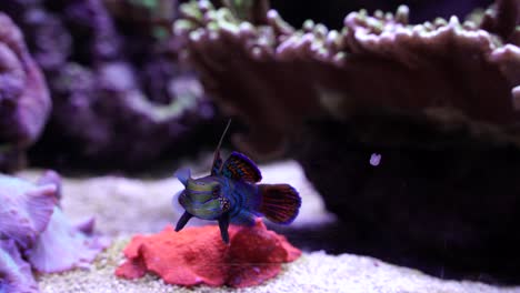 Mandarinfische-Mit-Glänzender-Bunter-Form,-Die-Durch-Korallen-Schwimmen
