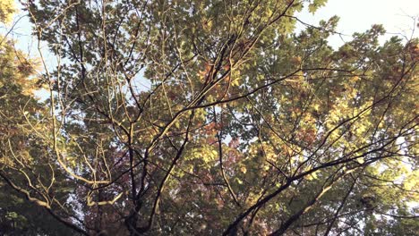 Nachschlagen-Von-Farbigen-Herbstbäumen-Mit-Blauem-Himmel-Durch-Das-Sonnige,-üppige-Laub---Rotierende-Ansicht