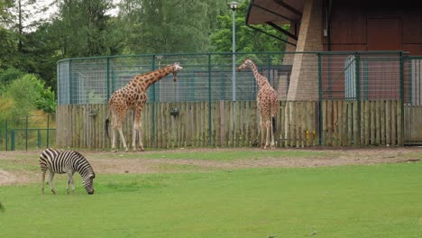 Zebra,-Das-Gras-Frisst,-Mit-Zwei-Rothschild-Giraffen,-Die-Im-Hintergrund-Im-Zoo-Stehen