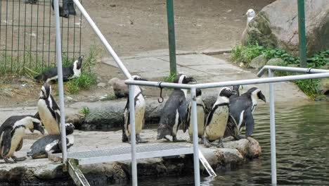 Waddle-Of-African-Penguin-Beside-The-Pond-In-Gdansk-Zoo-In-Oliwa-District,-Gdansk,-Poland