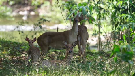 Four-individuals-resting-under-the-shade-of-the-forest-while-a-fawn-moves-to-the-right-and-others-look-to-the-camera,-Eld's-Deer,-Rucervus-eldii,-Huai-Kha-Kaeng-Wildlife-Sanctuary,-Thailand