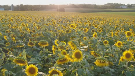 Tilt-up-reveals-beautiful-blooming-sunflowers-during-summer-sunset,-sunrise