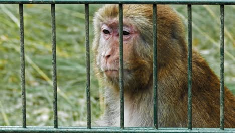 Rhesus-Macaque-Sitting-In-Cage-And-Munching-Its-Food
