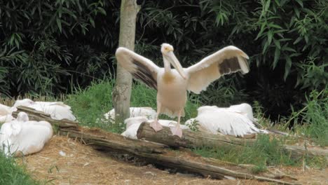 Großer-Weißer-Pelikan,-Der-Auf-Holz-Steht,-Breitet-Sich-Aus-Und-Schlägt-Mit-Den-Flügeln