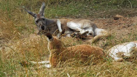 Rotes-Känguru-Kratzt-Sich-Am-Bauch,-Während-Es-Im-Zoo-Auf-Dem-Boden-Liegt