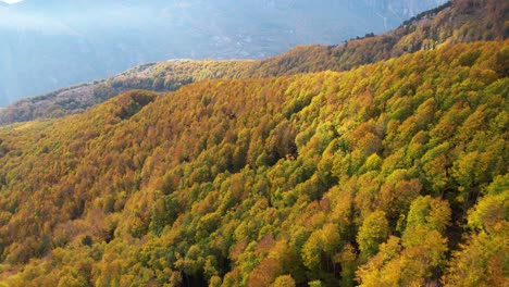 Bosque-Salvaje-Virgen-Con-árboles-Coloridos-En-La-Ladera-De-La-Montaña-En-Otoño