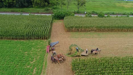 Eine-Luftseitenansicht-Von-Amish,-Die-Dort-Mit-Sechs-Pferden-Und-Drei-Männern-Mais-Ernten,-Wie-Es-Vor-Jahren-An-Einem-Sonnigen-Herbsttag-Getan-Wurde