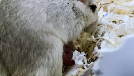 Madre-Jerbo-Alimentando-Cachorro-Recién-Nacido-En-Hábitat