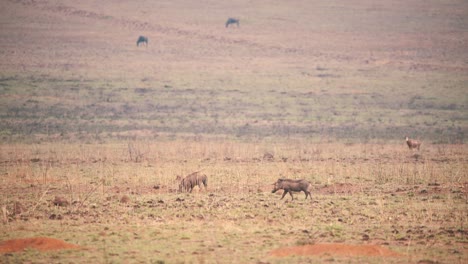 African-warthogs-grazing-in-dry-savannah,-antelopes-in-background