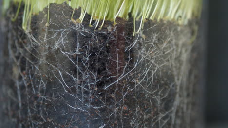 Roots-of-grass-growing-in-soil-in-glass-pot,-transparent-close-up-view