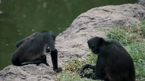 Two-Black-handed-Spider-Monkeys-Sitting-On-Rocky-Grassland-By-The-Pond-Searching-For-Food