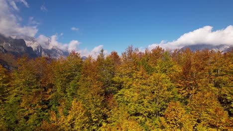 Autumn-color-palette-in-tall-tree-peaks-with-Alps-mountains-background-in-a-cloudy-day