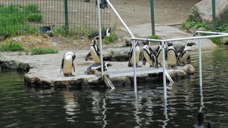 Waddle-Of-African-Penguins-On-A-Rock-Platform-Of-Pool-In-The-Zoo