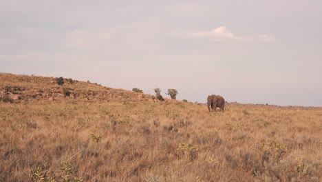 Lonely-african-elephant-standing-motionless-in-savannah,-long-shot