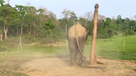 A-domesticated-elephant-throwing-dust-onto-its-back-while-chained-to-a-post-with-a-soft-warm-light-of-the-evening