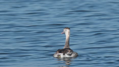 Seen-moving-forward-towards-the-right-in-the-middle-of-the-lake,-Great-Crested-Grebe-Podiceps-cristatus-Bueng-Boraphet-Lake,-Nakhon-Sawan,-Thailand