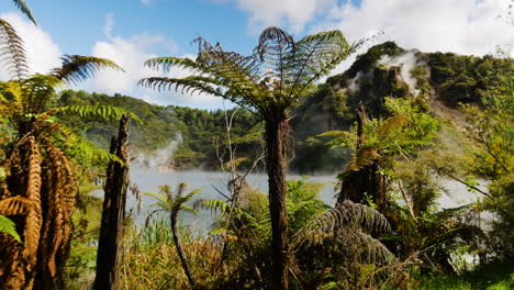 Dolly-forward-of-Fern-tree-and-boiling-Frying-Pan-Lake-during-summer-day-at-Waimangu-Volcanic-Rift-Valley
