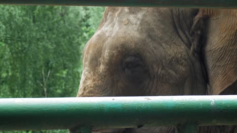 Face-Of-The-Large-Asiatic-Elephant-At-Gdansk-Zoo-In-Oliwa-District,-Gdansk,-Poland