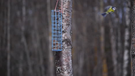 yellow-breasted-blue-tit-at-the-bird-feeder-flies-away
