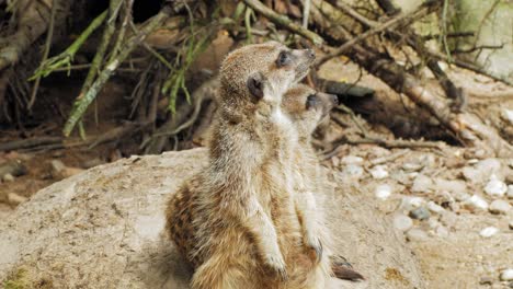 A-Pair-Of-Meerkats-Looking-Around-Their-Habitat-In-Gdansk-Zoo-In-Poland