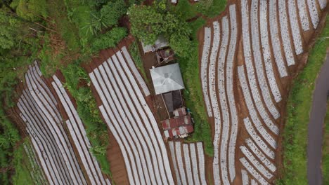 Abstract-lines-of-vegetable-farm-plantation-in-rural-mountains-in-Asia,-top-down