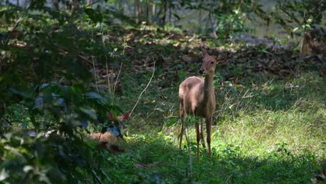 Standing-and-then-turns-its-head-to-the-right-while-another-is-hidden-covered-by-branches-as-it-is-on-the-grass-resting,-Eld's-Deer,-Rucervus-eldii,-Huai-Kha-Kaeng-Wildlife-Sanctuary,-Thailand