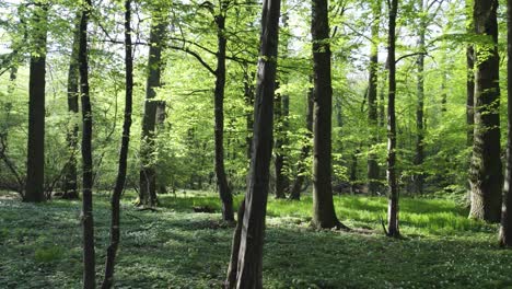 Schönes-Sonnenlicht-Im-Grünen-Wald,-Nach-Links-Schieben