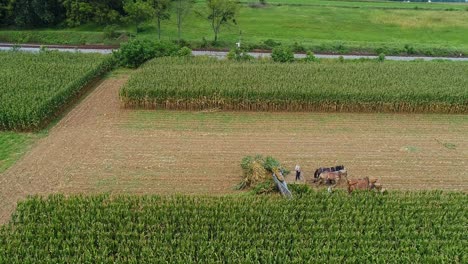 Eine-Luftseitenansicht-Von-Amish,-Die-Dort-Mit-Sechs-Pferden-Und-Drei-Männern-Mais-Ernten,-Wie-Es-Vor-Jahren-An-Einem-Sonnigen-Herbsttag-Getan-Wurde