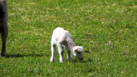 Tracking-shot-of-Cute-baby-sheep-lamb-and-mother-grazing-on-green-meadow-in-sun