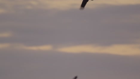 A-pair-of-Red-throated-caracara-flap-their-wings-as-they-fly-at-dusk,-following-shot