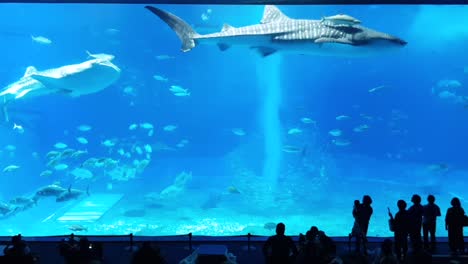Wide-shot-of-Okinawa-Churaumi-Aquarium-with-large-deep-occean-creatures-swimming-while-people-admire