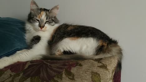 Calico-cat-sat-sleeping-on-a-sofa-leaning-aginst-a-blue-pillow,-blinking-slowly