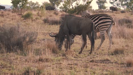 Wildebeest-and-plains-zebra-graze-side-by-side-in-african-savannah
