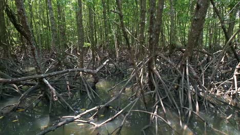 Mangrove-forest-with-dense-root-systems-wide-angle-tracking-shot