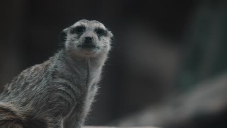 Meerkat-with-curious-face-looking-around