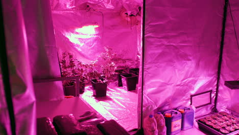 Cannabis-growing-tent-with-lights-and-chemical-fertilizer