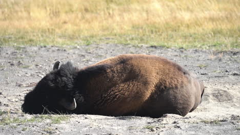 Toro-Bisonte-Durmiendo-En-Una-Tierra-Polvorienta-Del-Parque-Nacional-De-Yellowstone