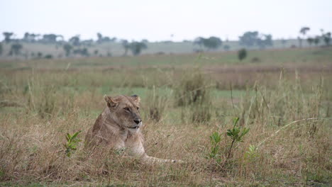 Lioness--lying-in-grass-and-looking-around