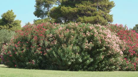 Large-green-bushes-full-of-red-and-pink-flowers,-they-move-impetuously-due-to-the-very-strong-wind-during-the-day