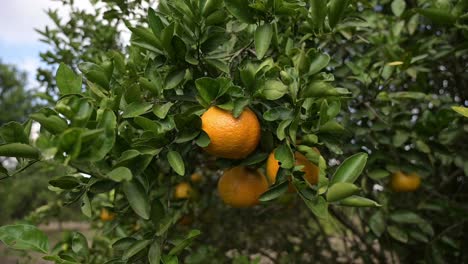 Dolly-Außerhalb-Der-Kamera-In-Einem-Orangenbaum