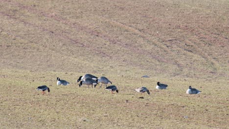 A-small-flock-of-canada-goose-branta-canadiensis-on-winter-wheat-field-in-spring-migration