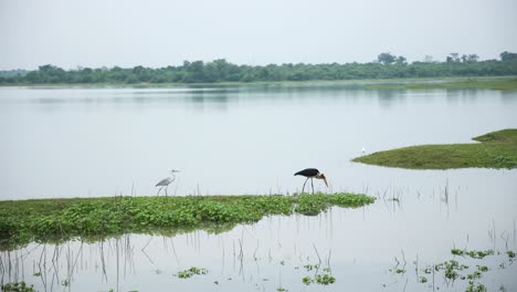 Static-shot-Of-Two-Beautiful-Birds-Black-And-White-Color,-walking-And-Eating-In-Majestic-Lake-Reserve,-Sri-Lanka